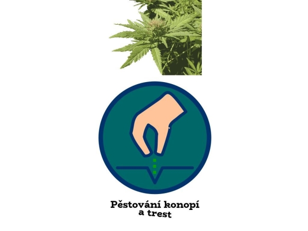 pestovani-konopi.info